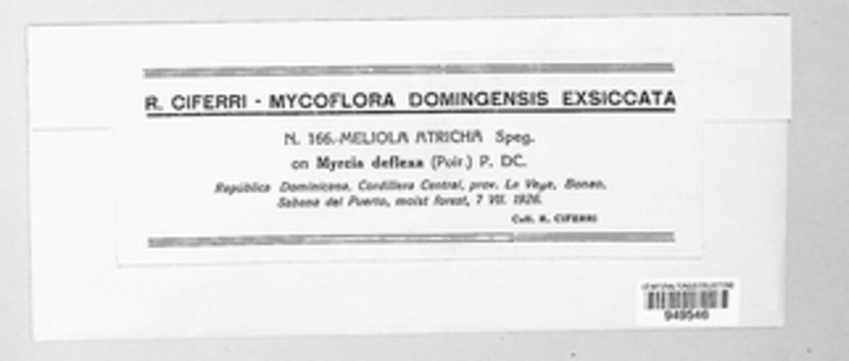 Asteridiella atricha image